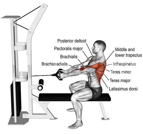 Guide to Mastering the Cable Row: Benefits, Form, Variations