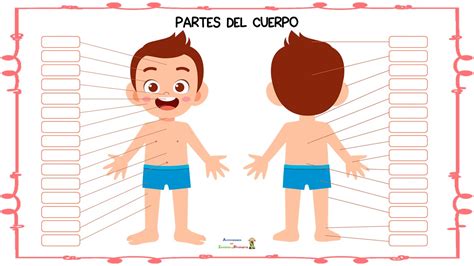 Partes Del Cuerpo Actividades