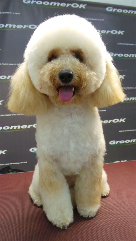 GroomerOK | Dog grooming, White pomeranian puppies, Shih tzu grooming