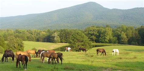 🔥 [40+] Horse Ranch Wallpapers | WallpaperSafari