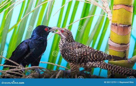 Asian Koels stock image. Image of feathers, aasect, palm - 55112751