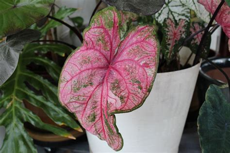 A Large Pink and Green Caladium Leaf Stock Photo - Image of nature, fern: 193625468