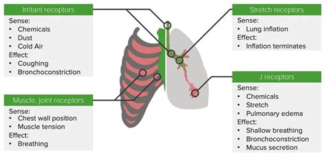 Respiratory Regulation | Concise Medical Knowledge