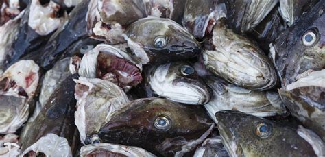 Analysis: Baltic Sea fishing has not gone according to (multiannual ...