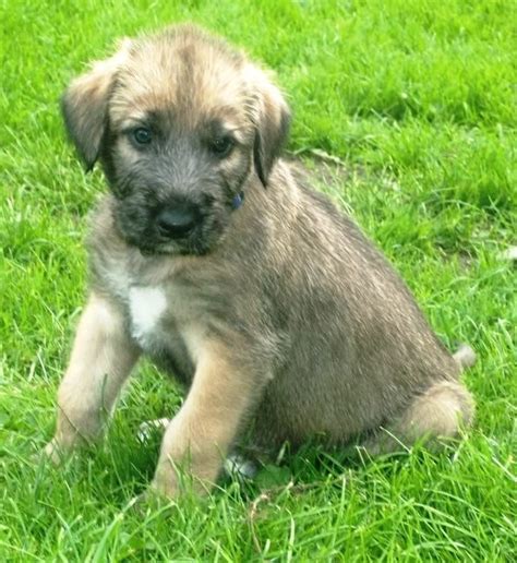 Training Irish Wolfhound Puppies