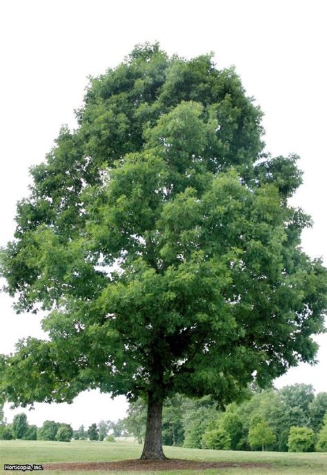 White Oak (Quercus alba) | White oak tree, Trees to plant, Deciduous trees