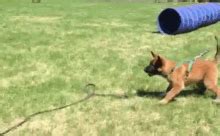 Attack Dog GIFs | Tenor