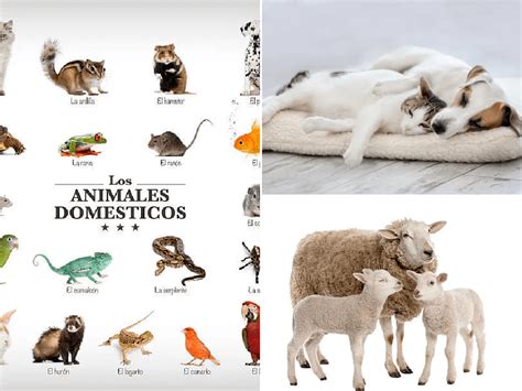 Animales domésticos - Qué son, características, tipos y ejemplos ...