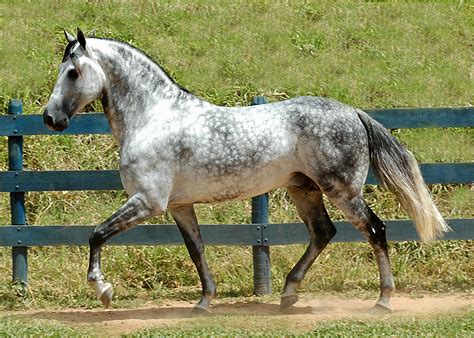 Andalusian Horse | WeNeedFun