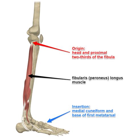 Peroneus Brevis Origin And Insertion