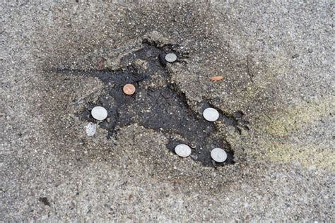 Viral ‘Rat Hole’ is actually decades-old squirrel imprint beloved by ...