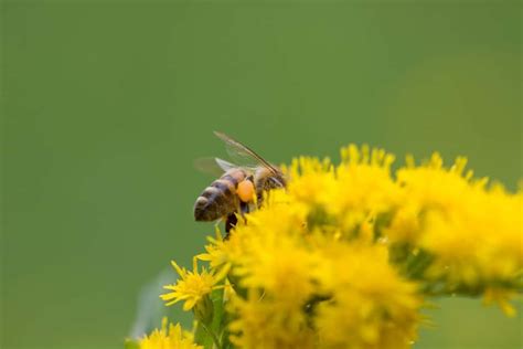 boekbespreking: "bijen houden voor iedereen" | Tuin en Balkon