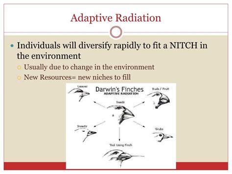 PPT - Evolution and Speciation PowerPoint Presentation, free download ...