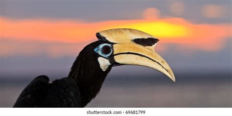 Palawan Hornbill: Over 40 Royalty-Free Licensable Stock Photos | Shutterstock