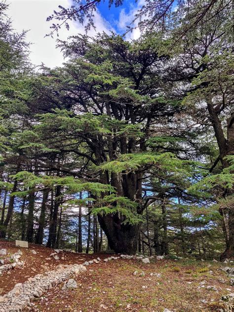 Cedars of Lebanon [Barouk Cedar Forest] : r/lebanon