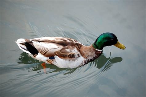 Free green duck Stock Photo - FreeImages.com