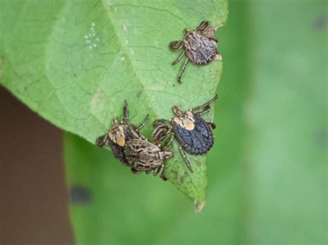 Amblyomma incisum · iNaturalist