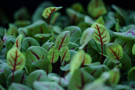 Growing microgreens indoors — HOMESTEAD BROOKLYN