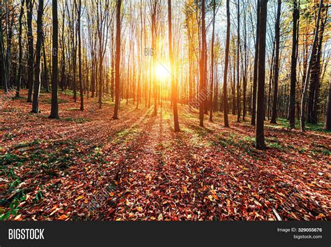 Beautiful Autumn Park Image & Photo (Free Trial) | Bigstock