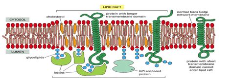 lipid rafts - Google Search | Lectins, Rafting, Osteology