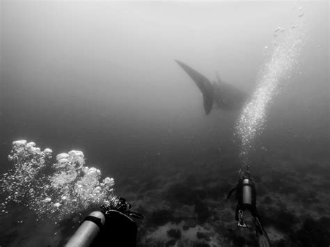 The Ethical Solution to Diving with Whale Sharks in the Philippines ...