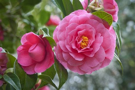 The Camellia Code: Symbols of Passion and Perfection