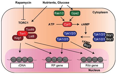 Biomolecules | Free Full-Text | Comparative Research: Regulatory ...