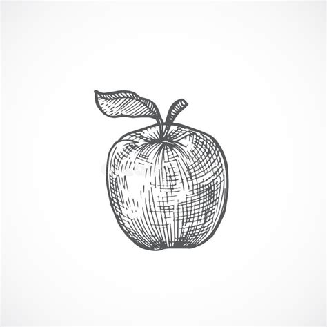 Apple with Leaf Hand Drawn Vector Illustration. Abstract Fruit Sketch Stock Vector ...