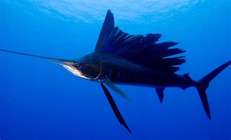 Kona Fish Spotlight Part Two: Ten Cool Facts About Sailfish - KONA ...