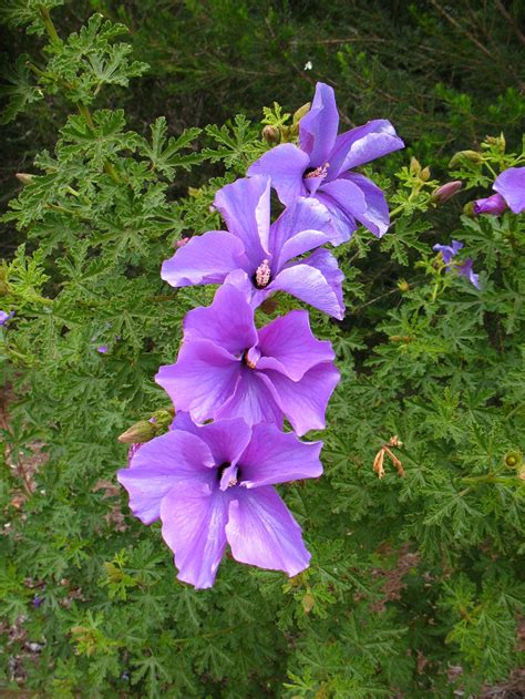 Water Corporation of WA - Native Hibiscus Alogonye hueglii | Australian native plants ...