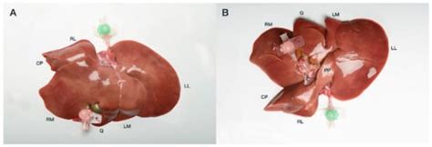 Veterinary Sciences | Free Full-Text | Preliminary Studies on the Intrahepatic Anatomy of the ...