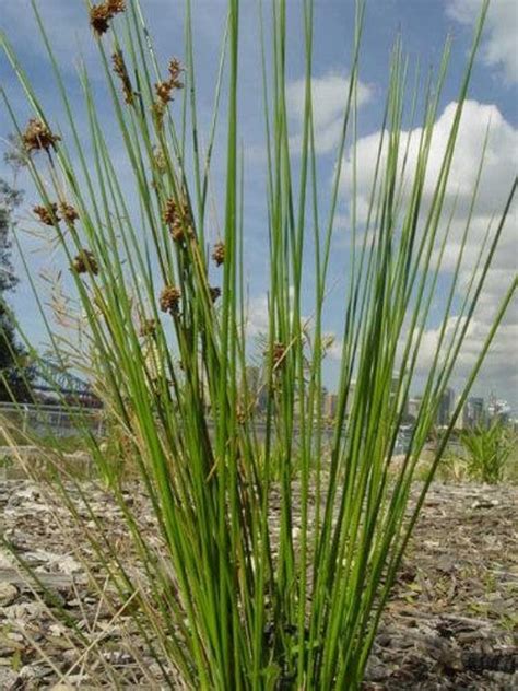 1000 SOFT RUSH common Rush Juncus Effusus Ornamental Grass - Etsy