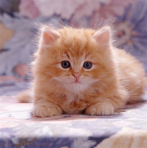 Fluffy ginger female kitten photo WP08473