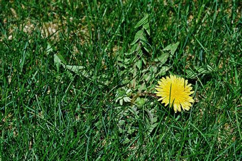 Find Out How To: Identify Common Illinois Lawn Weeds - Elite Lawn Care