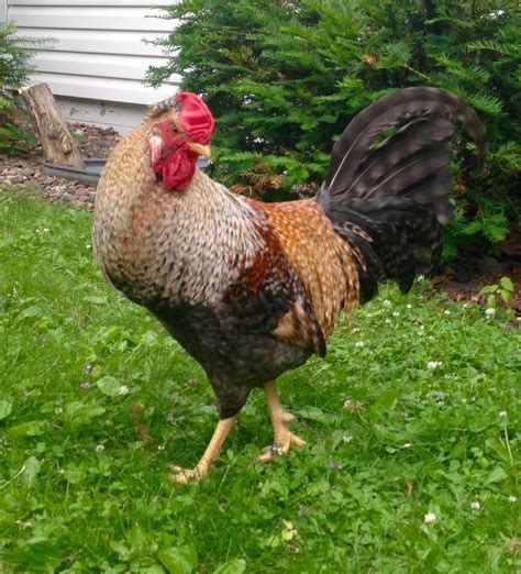 Handsome Rooster Breeds! Brag Away! | BackYard Chickens - Learn How to ...