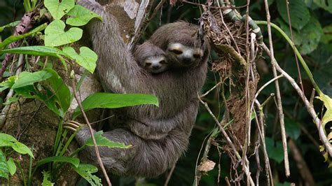 A Mother Brown-Throated Sloth and Her Baby | Colombia - Wild and Free