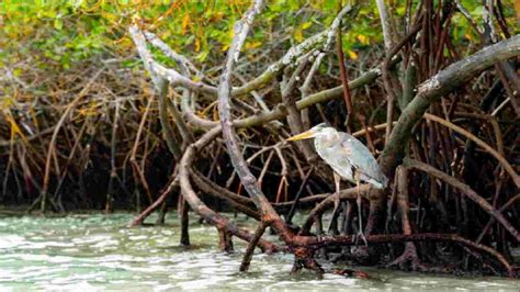 Fauna Hutan Bakau sebagai Bentuk Keanegaragaman Hayati