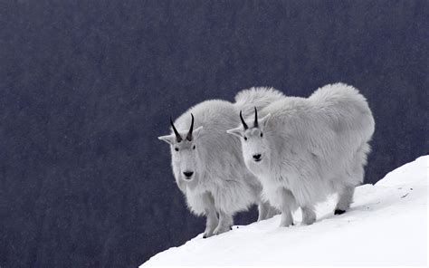 Snow Mountain Goats wallpaper | animals | Wallpaper Better