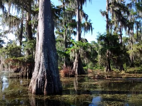 Living Rootless: Lake Martin, Louisiana: Late Spring Visit