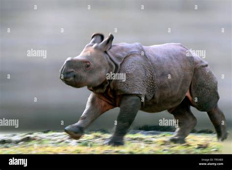 running rhino calf, side view Stock Photo - Alamy