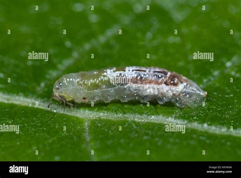 Hoverfly larvae,flower flies or syrphid flies, family Syrphidae, feeds on aphids in garden, UK ...