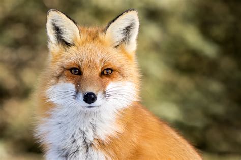 Tempéré tempo Intervenir puma vs Prêcher Talon Déménageur