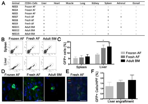 Engraftment analysis of other organs of primary transplanted NSG mice.... | Download Scientific ...