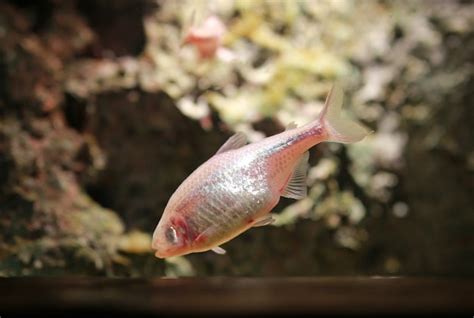 Premium Photo | Blind cave mexican tetra aquarium fish