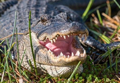 Surviving Alligator Attacks: Essential Tips for Safety and Prevention - How to Survive Everything