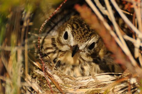 Meadow Pipit | Nesting in the undergrowth - I nearly stepped… | Flickr