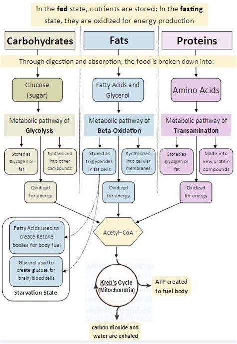 Pin on ketogenic diet