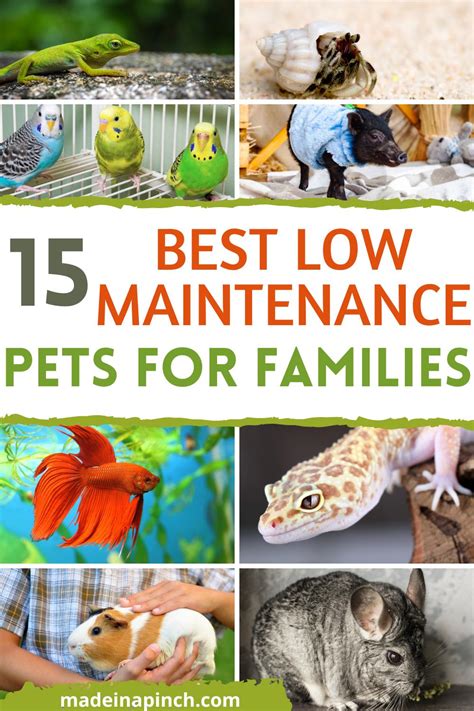 Best Low-Maintenance Pets For Families - Made In A Pinch