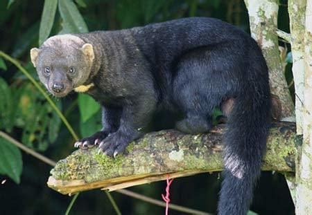 Tayra - Alchetron, The Free Social Encyclopedia