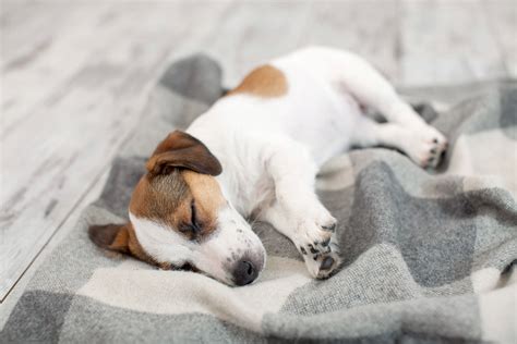 9 Dog Sleeping Positions and Behaviors: What They Mean - Tractive